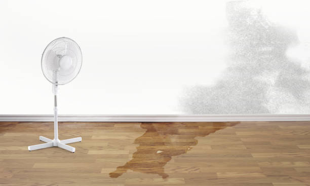 Best Carpet water damage restoration  in Danvers, IL